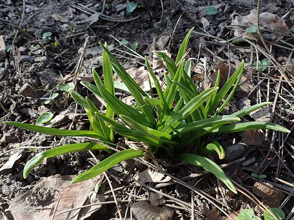 Hyacinthoides hispanica x non-scripta \ Hybrid-Hasenglckchen / Bluebell Hybrid, D Ludwigshafen 8.3.2021