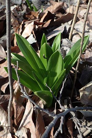 Hyacinthoides hispanica x non-scripta \ Hybrid-Hasenglckchen / Bluebell Hybrid, D Ludwigshafen 8.3.2021