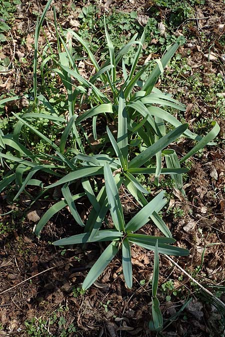 Allium cristophii \ Stern-Kugellauch, Stern von Persien / Star of Persia, Persian Onion, D Mannheim-Pfingstberg 24.3.2021