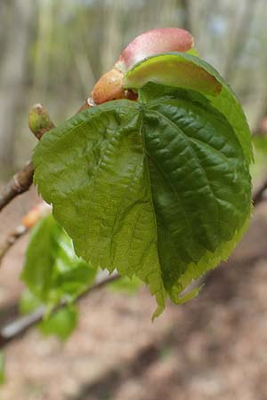 Tilia cordata \ Winter-Linde / Small-Leaved Lime, D Mannheim-Pfingstberg 12.4.2021