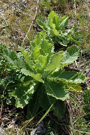 Lactuca virosa \ Gift-Lattich / Great Lettuce, D Kehl 17.4.2021