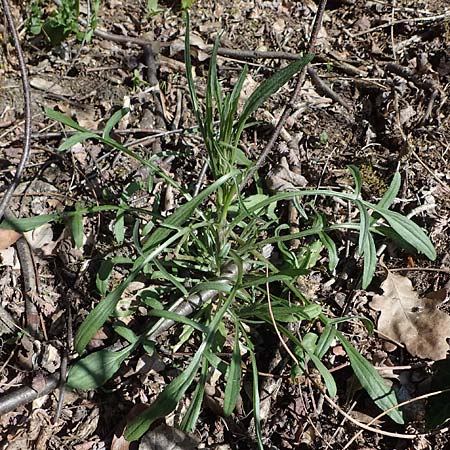 Valeriana excelsa \ Echter Kriech-Baldrian, Kriechender Arznei-Baldrian / High Valerian, D Sandhausen 24.4.2021