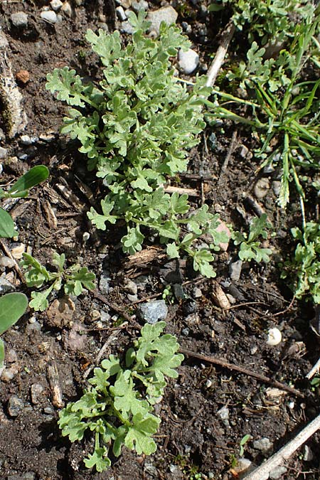 Artemisia absinthium \ Wermut / Wormwood, D Mannheim 19.5.2021