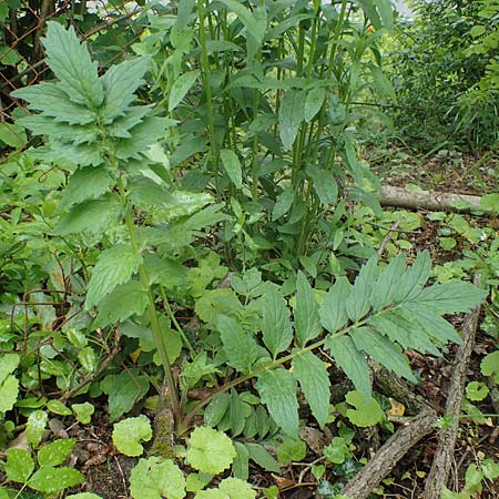 Valeriana excelsa \ Echter Kriech-Baldrian, Kriechender Arznei-Baldrian / High Valerian, D Sandhausen 25.5.2021