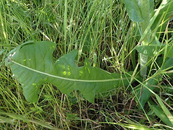 Cichorium intybus \ Gemeine Wegwarte, Zichorie, D Kehl 1.6.2021