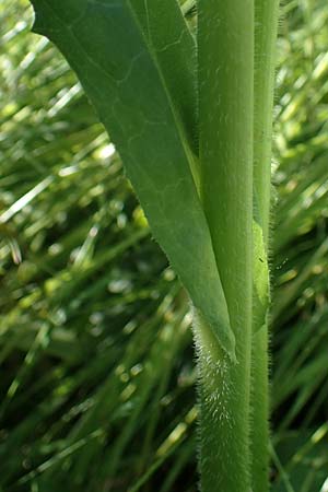 Cichorium intybus \ Gemeine Wegwarte, Zichorie, D Kehl 1.6.2021