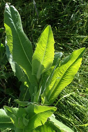 Cichorium intybus \ Gemeine Wegwarte, Zichorie / Chicory, D Kehl 1.6.2021