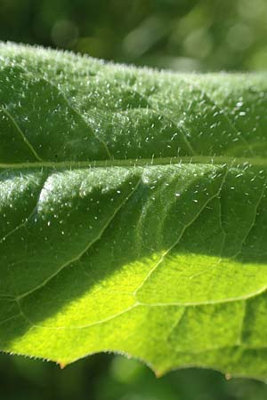 Cichorium intybus \ Gemeine Wegwarte, Zichorie, D Kehl 1.6.2021