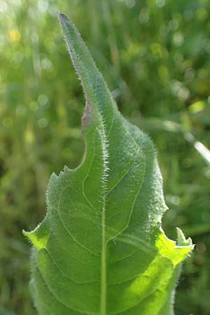 Cichorium intybus \ Gemeine Wegwarte, Zichorie, D Kehl 1.6.2021