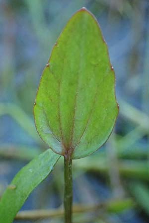 Ranunculus flammula \ Brennender Hahnenfu / Lesser Spearwort, D Kehl 24.9.2021