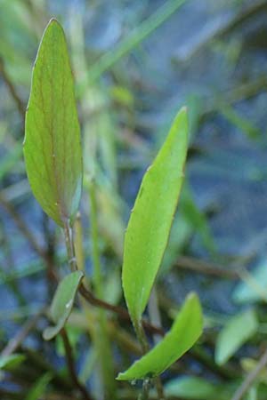 Ranunculus flammula \ Brennender Hahnenfu / Lesser Spearwort, D Kehl 24.9.2021