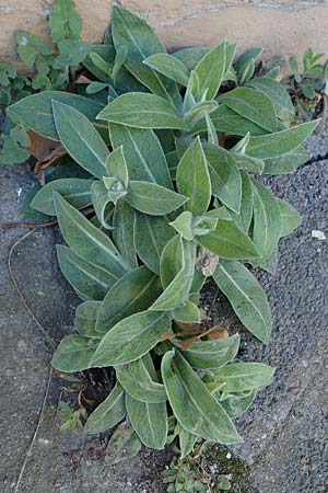 Centaurea montana \ Berg-Flockenblume, Berg-Kornblume / Perennial Cornflower, D Mannheim 7.3.2022