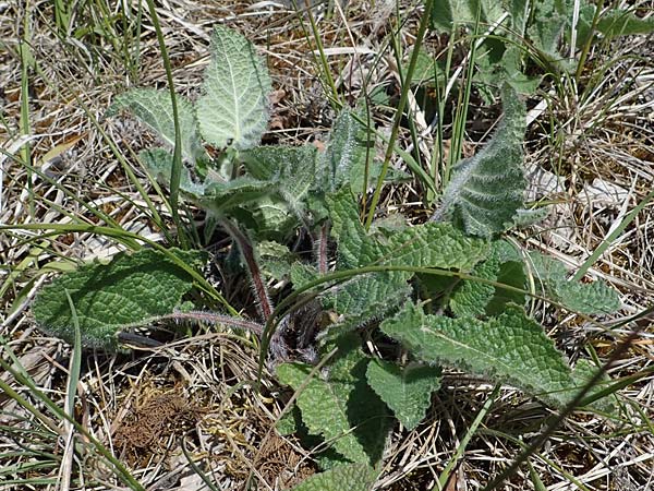 Salvia verticillata \ Quirl-Salbei / Whorled Sage, D Hardheim 28.5.2022