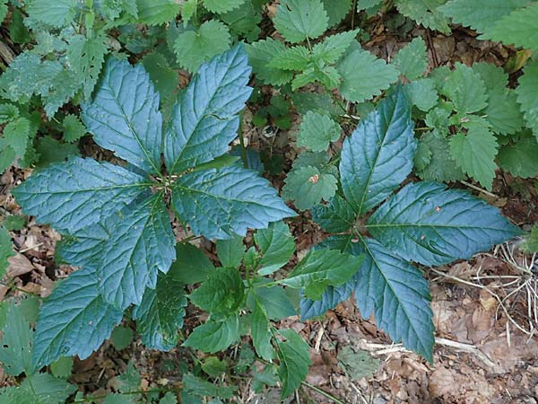 Parthenocissus inserta / False Virginia Creeper, D Wald-Michelbach 14.8.2022