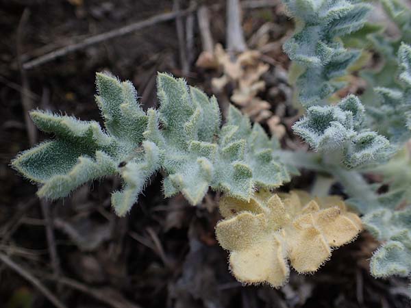 Glaucium flavum \ Gelber Hornmohn, D Sachsen-Anhalt, Könnern 17.6.2023