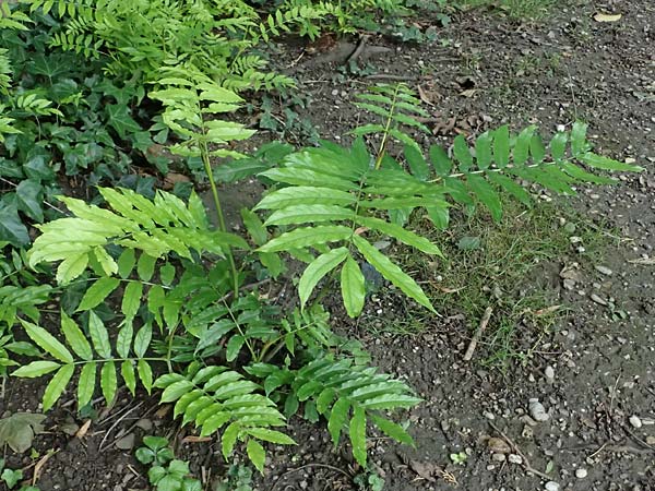 Pterocarya fraxinifolia \ Kaukasische Flgelnuss / Caucasian Wingnut, D Mannheim 5.8.2023