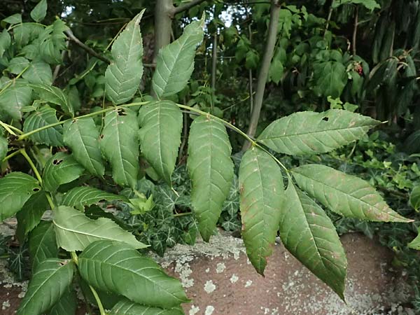 Fraxinus excelsior \ Gewhnliche Esche / Ash, D Ludwigshafen 20.9.2023