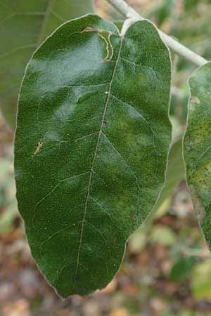Elaeagnus latifolia \ Groblttrige lweide / Bastard Oleaster, D Mannheim 7.11.2015