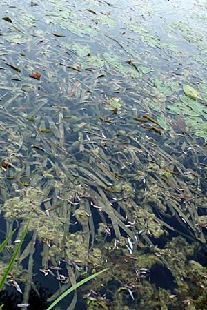 Vallisneria spiralis \ Wasserschraube / Tape Grass, D Viernheim 21.9.2016