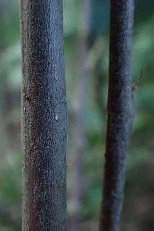 Malus domestica \ Kultur-Apfel, D Waghäusel 16.10.2016