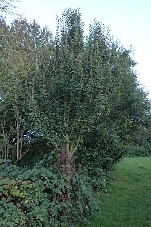 Malus domestica / Apple, D Waghäusel 16.10.2016