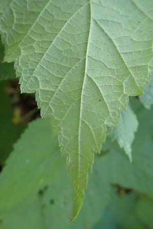 Rubus odoratus \ Zimt-Himbeere / Purple Flowering Raspberry, D Berlin-Charlottenburg 30.10.2017