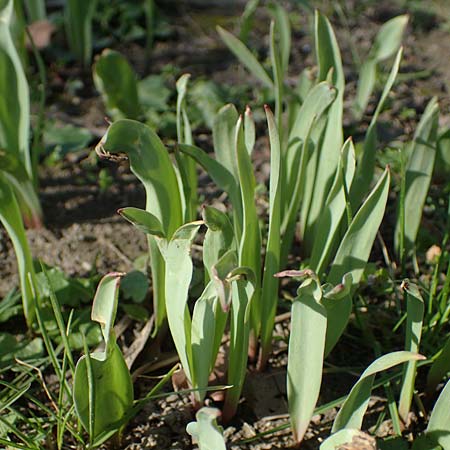 Tulipa spec1 ? \ Tulpe, D Ludwigshafen 24.3.2021