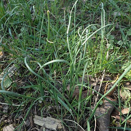 Allium oleraceum \ Ross-Lauch / Field Garlic, D Ludwigshafen 31.3.2021