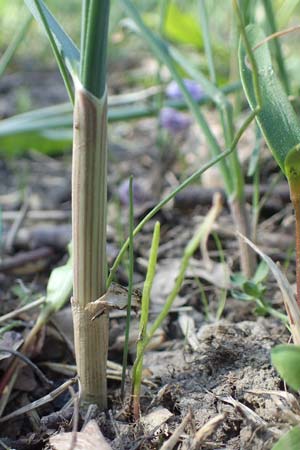 Allium oleraceum \ Ross-Lauch / Field Garlic, D Ludwigshafen 31.3.2021