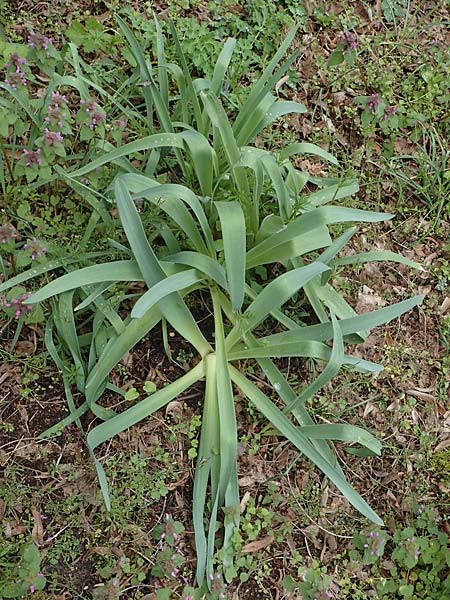 Allium cristophii \ Stern-Kugellauch, Stern von Persien / Star of Persia, Persian Onion, D Mannheim-Pfingstberg 12.4.2021