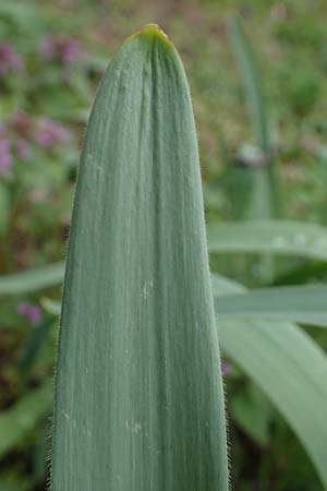 Allium cristophii \ Stern-Kugellauch, Stern von Persien / Star of Persia, Persian Onion, D Mannheim-Pfingstberg 12.4.2021