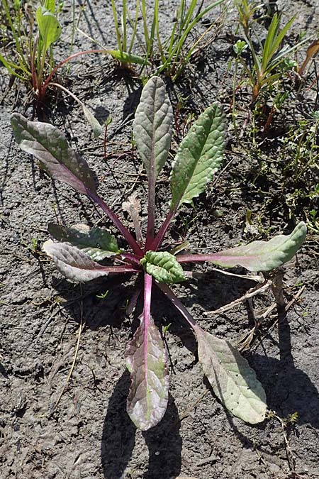 Senecio aquaticus / Marsh Ragwort, D Schutterwald 27.4.2021