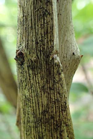 Kolkwitzia amabilis \ Perlmutt-Strauch, Liebliche Kolkwitzie, D Sandhausen 13.8.2021