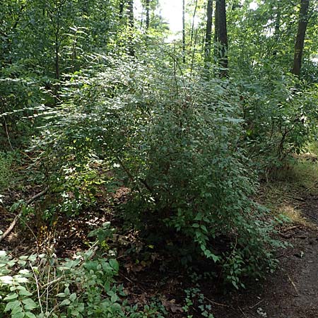 Kolkwitzia amabilis / Beauty Bush, D Sandhausen 13.8.2021