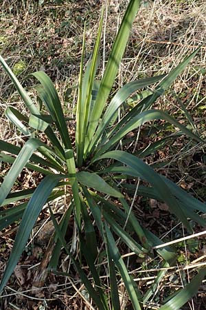 Yucca gloriosa ? \ Kerzen-Palmlilie / Spanish Dagger, D Mannheim-Pfingstberg 21.2.2018