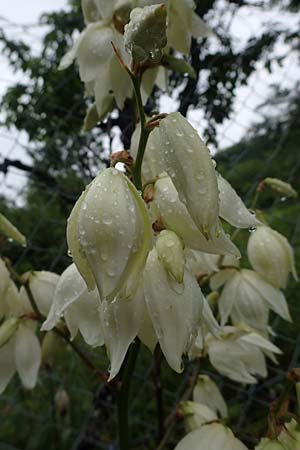 Yucca filamentosa \ Fdige Palmlilie / Narrow-Leaf Yucca, D Seeheim an der Bergstraße 9.7.2021