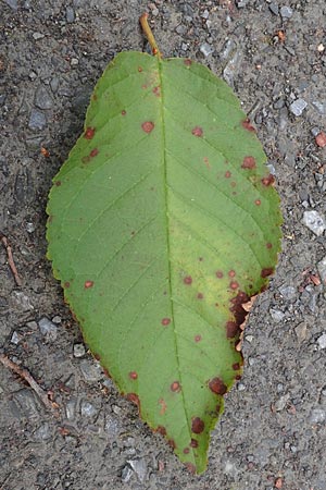 Prunus avium subsp. avium \ Vogel-Kirsche, Wild-Kirsche, D Ketsch 7.10.2015