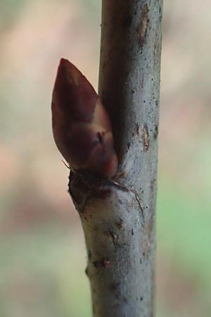 Prunus avium subsp. avium \ Vogel-Kirsche, Wild-Kirsche, D Ketsch 7.10.2015