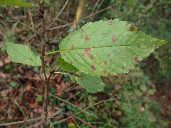 Prunus avium subsp. avium \ Vogel-Kirsche, Wild-Kirsche, D Ketsch 7.10.2015