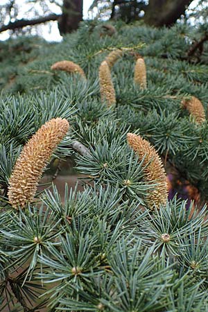 Cedrus libani \ Libanon-Zeder, D Weinheim an der Bergstraße 22.10.2020