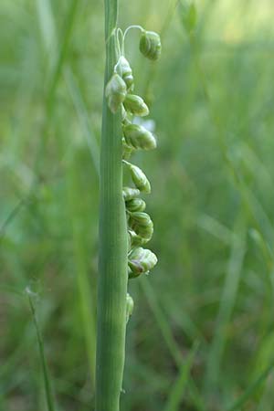 Briza media \ Gewhnliches Zittergras / Common Quaking Grass, D Ketsch 21.5.2020