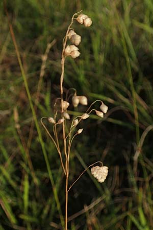 Briza media \ Gewhnliches Zittergras / Common Quaking Grass, D Neuleiningen 18.7.2020