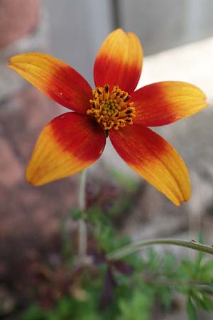 Bidens ferulifolia ? / Fern-Leaved Beggartick, D Mutterstadt 11.10.2020