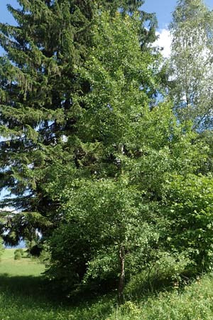 Populus tremula \ Zitter-Pappel, Espe, D Pfronten 28.6.2016