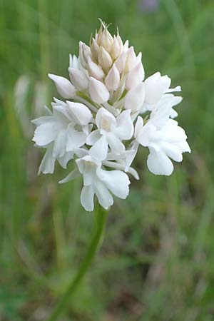 Anacamptis pyramidalis farbvariante_color-variant \ Pyramidenorchis, Hundswurz / Pyramidal Orchid, D  Bruchsal 27.5.2020 