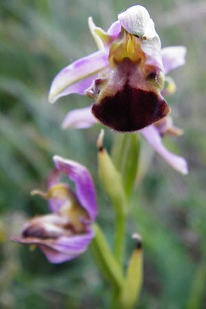 Ophrys apifera var. bicolor \ Zweifarbige Bienen-Ragwurz / Two-Colored Bee Orchid, D  Hesselberg 19.6.2014 