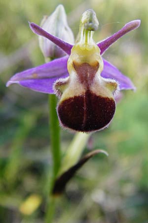 Ophrys apifera var. bicolor \ Zweifarbige Bienen-Ragwurz / Two-Colored Bee Orchid, D  Hesselberg 19.6.2014 