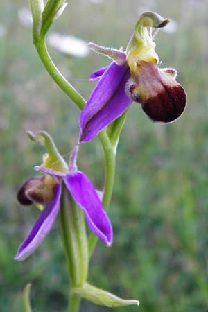 Ophrys apifera var. bicolor \ Zweifarbige Bienen-Ragwurz / Two-Colored Bee Orchid, D  Hesselberg 19.6.2014 