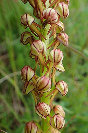 Aceras anthropophorum \ Ohnsporn, Puppenorchis / Man Orchid, D  Neuleiningen 28.5.2021 