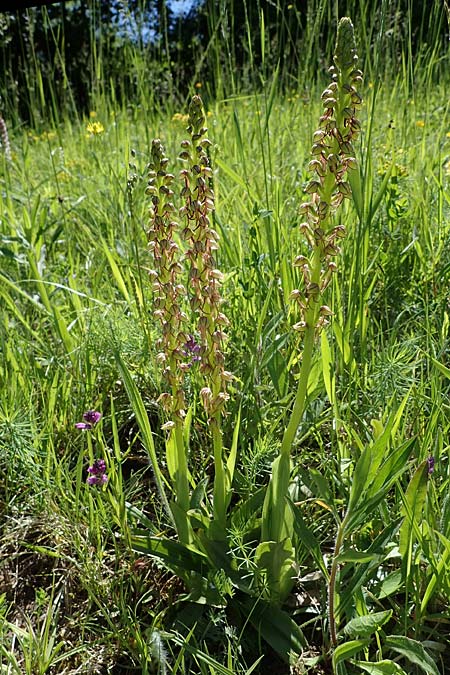 Aceras anthropophorum \ Ohnsporn, Puppenorchis / Man Orchid, D  Oberlaudenbach 31.5.2021 